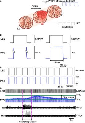The Hemodynamic Mass Action of a Central Pattern Generator